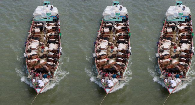 কোরবানির পশুর দাম চড়া