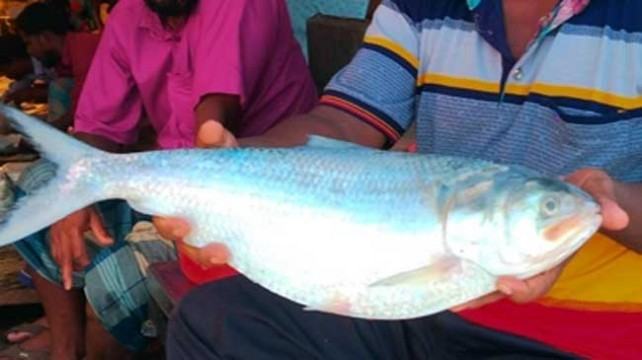 ৩ কেজি ওজনের ইলিশের দাম ৮ হাজার টাকা