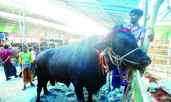 কোরবানির পশুহাটে ক্রেতার অপেক্ষা