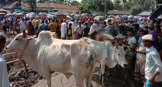 জমজমাট কোরবানির পশুর হাট, প্রস্তুত ২২ হাজার পশু