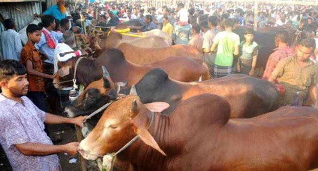 কোরবানির মাসআলা-মাসায়েল