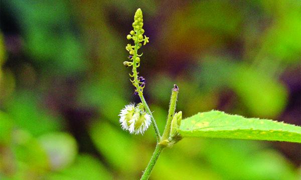বিছুটিতে হাত দিলে চুলকায় কেন