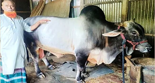 কিশোরগঞ্জের হাটে ৩৬ মণের দেওয়ান সাহেব, দাম ১২ লাখ