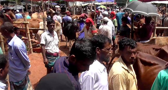 চাঁদপুরে ২০০ কোরবানির হাট : গরুর চড়া দামে বিপাকে ক্রেতা-বিক্রেতা