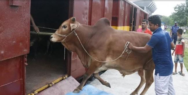 ক্যাটল স্পেশাল ট্রেনে ঢাকায় এসেছে ১ হাজার গরু-ছাগল