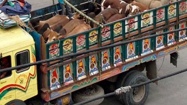 গরুবাহী ট্রাক কেড়ে নিল পুলিশ সদস্যের প্রাণ