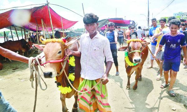 কোরবানির পশুহাট জমে উঠেছে