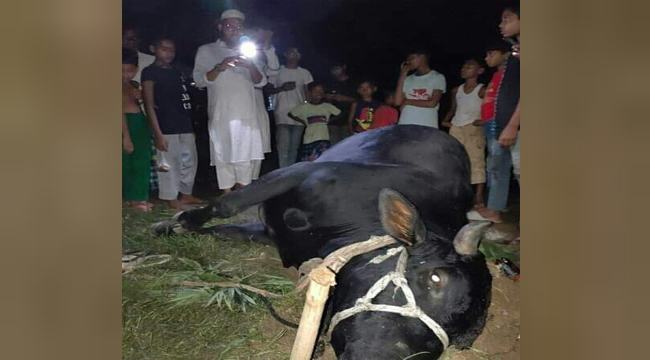 হোসেনপুরে কোরবানির হাটে ৫ লাখ টাকার ষাঁড়ের বিস্ময়কর মৃত্যু