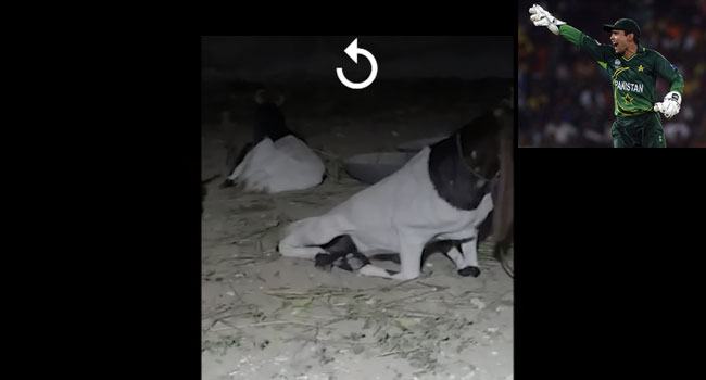 কামরান আকমলের কোরবানির ছাগল চুরি