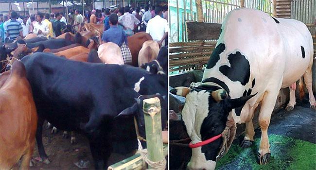 রাজধানীতে লাখ টাকায় মাঝারি আকারের গরু