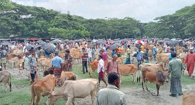ছোট গরু বিক্রি ভালো, বড়গুলো নিয়ে চিন্তায় খামারিরা