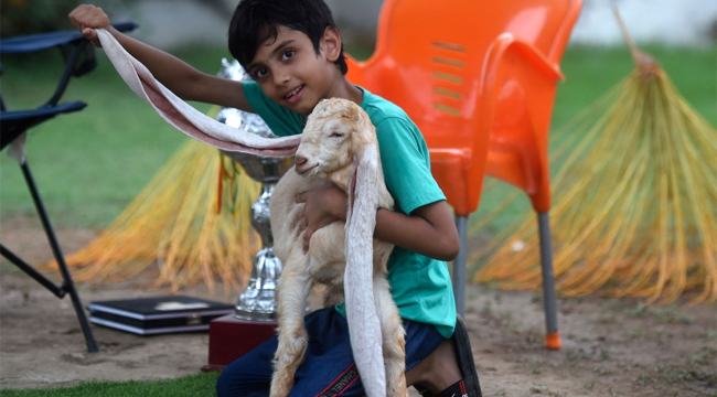 বড় কান নিয়ে জন্মে তারকা বনে গেল ছাগলছানা!