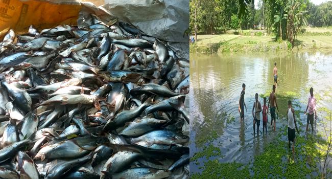 নান্দাইলে বিষ প্রয়োগে ৫ লাখ টাকার মাছ নিধন