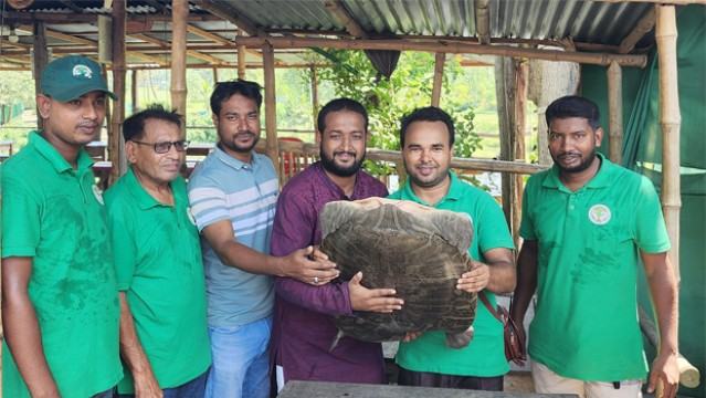 সিংড়ায় ২০ কেজি ওজনের গঙ্গা কাছিম উদ্ধার