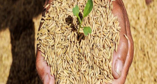 বন্যায় ক্ষতিগ্রস্ত ১২ জেলায় ১৩,৩২৫ কৃষককে ধানের বীজ দিচ্ছে বিএসএ