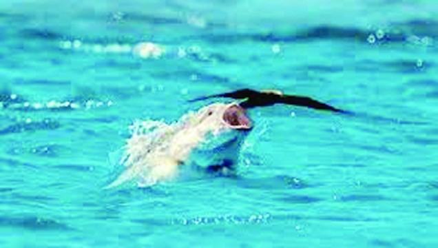 উড়ন্ত পাখিখেকো মাছ