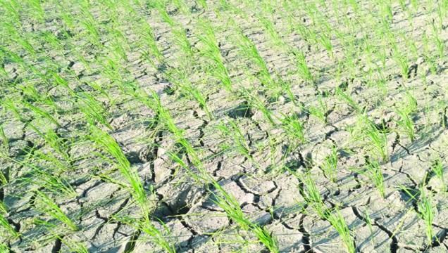চৌগাছায় ভরা বর্ষা মৌসুমেওখরায় পুড়ছে কৃষকের স্বপ্ন