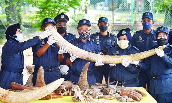 মালয়েশিয়ায় ১৭০ কোটি টাকা মূল্যের প্রাণীদেহ আটক