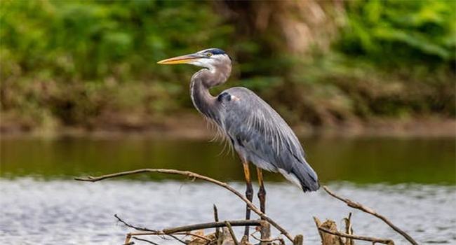 নোয়াখালীতে পাখি বিক্রেতাকে অর্থদণ্ড