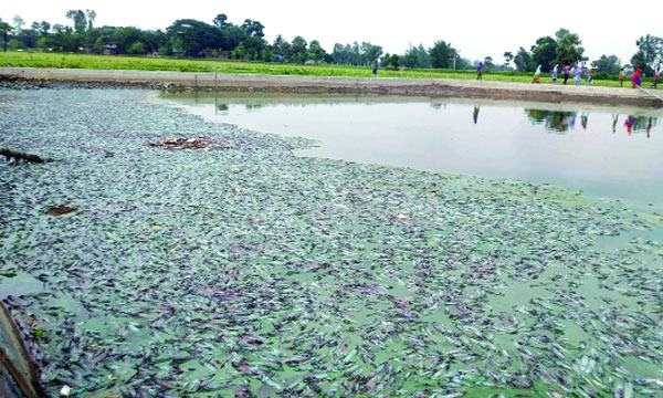 পাঁচবিবিতে বিষ দিয়ে ২৫ লাখ টাকার মাছ নিধন