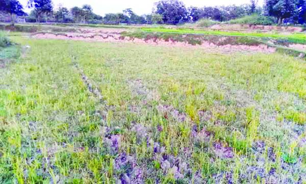 পোরশায় অনাবৃষ্টিতে পুড়ছে আমনের মাঠ
