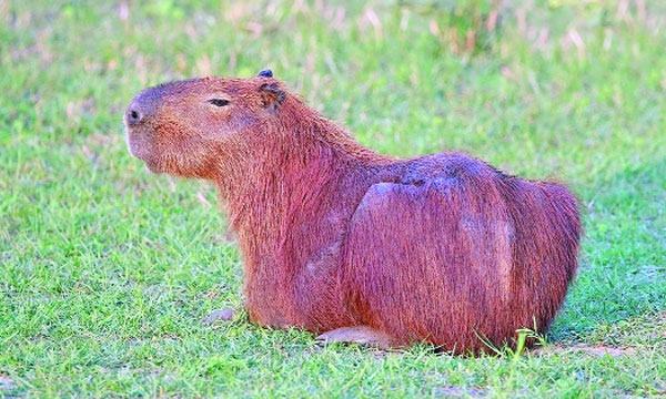 ক্যাপিবারা বৃত্তান্ত