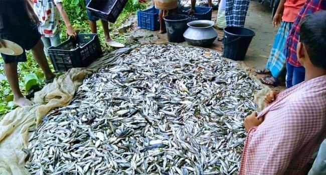 সরাইলে পুকুরে বিষ দিয়ে ২২ লক্ষাধিক টাকার মাছ নিধন