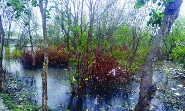 শিবসায় অপরিকল্পিত শহররক্ষা বাঁধ ডুবে মরে যাচ্ছে শত শত গাছ