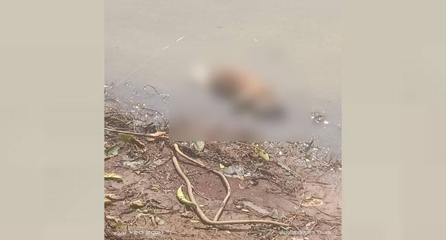 নদীর পাড়ে ভেসে আসলো অজ্ঞাত নবজাতকের অর্ধগলিত লাশ