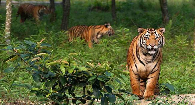 বাঘ সংরক্ষণে সরকার বিশেষ প্রকল্প বাস্তবায়ন করছে : পরিবেশ ও বনমন্ত্রী