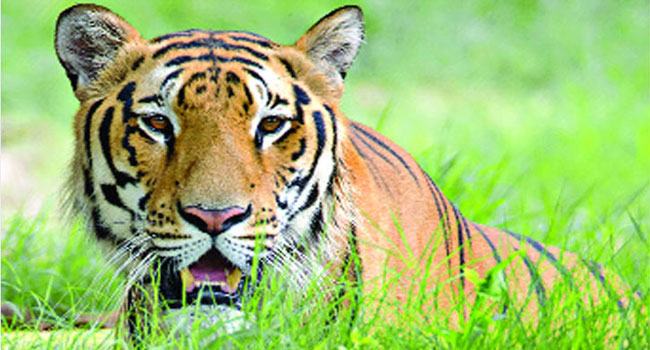 সুন্দরবনে বাঘ স্থানান্তর করতে চায় বন বিভাগ