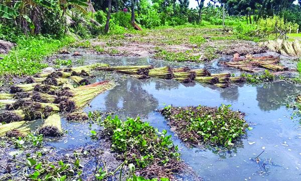 খরায় কপাল পুড়ছে শিবচরের পাটচাষিদের