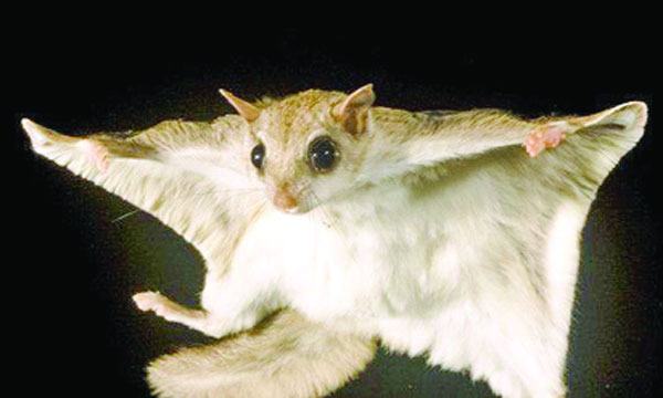 উড়ুক্কু কাঠবিড়ালি