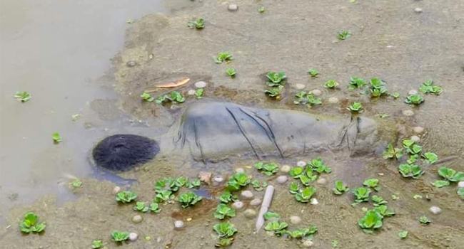 ভালুকায় জলাশয় থেকে কিশোরের লাশ উদ্ধার