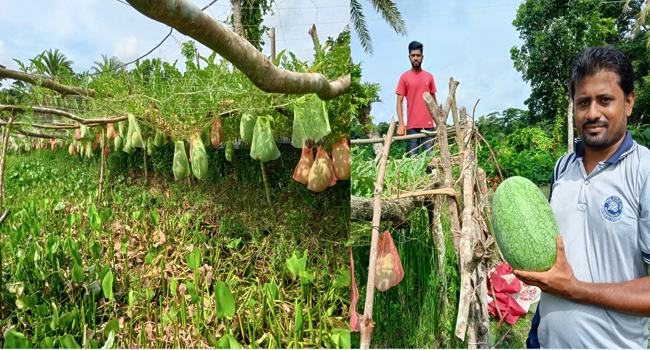 গবেষণায় উদ্ভাবিত বারি-০২ জাতের বর্ষাকালীন তরমুজের চাষ