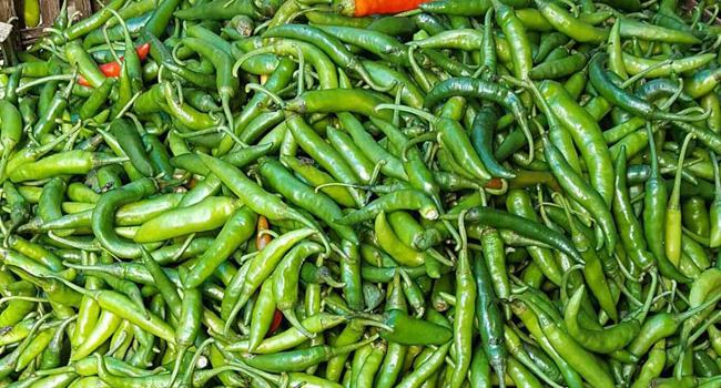 কাঁচা মরিচ : নাজিরপুরে ৩০০, দেওয়ানগঞ্জে ২৪০