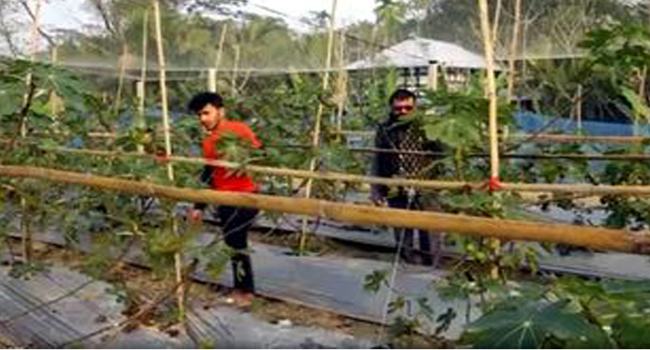 মুলাদীতে ত্বিন ফল চাষ করে ২ তরুণের সাফল্য