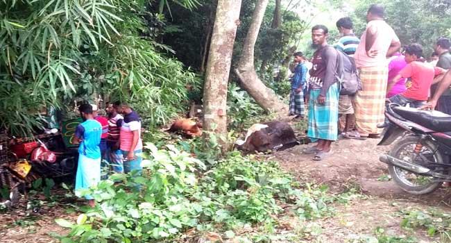 বাগেরহাটে ট্রাকের ধাক্কায় নছিমনচালক নিহত