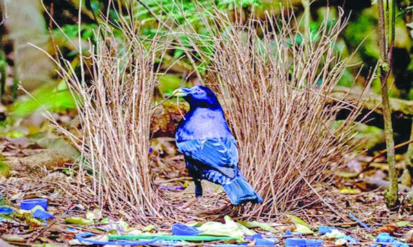 কুঞ্জপাখির আশ্চর্য বাসা