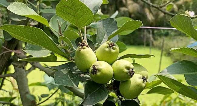 আপেল চাষ করে সফল তরুণ কৃষি উদ্যোক্তা