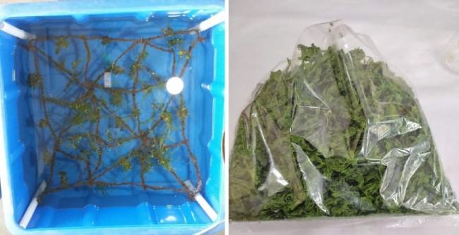 স্থলজ পরিবেশে সামুদ্রিক শৈবাল চাষ