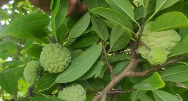 শরিফা কি বাজারের সবচেয়ে দামী ফল?