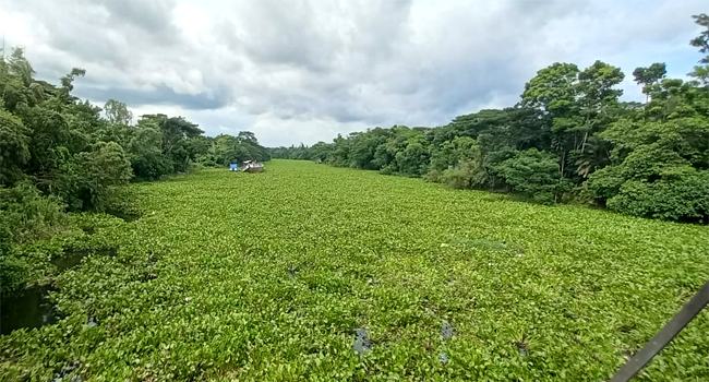 ইছামতি নদীতে ঐতিহ্যবাহী নৌকাবাইচ, বাধা এবার কচুরিপানা