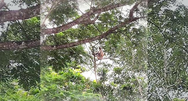 নাজিরপুরে লোকালয়ে হঠাৎ কালোমুখো হনুমান!