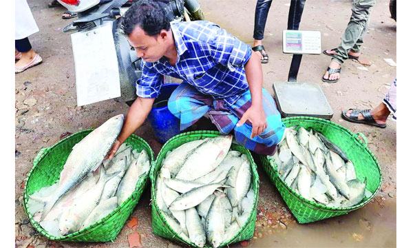বড় ফেনী নদীতে মিলছে বড় আকারের ইলিশ