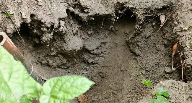 শিবালয়ে কবরস্থান থেকে ১২ কঙ্কাল চুরি