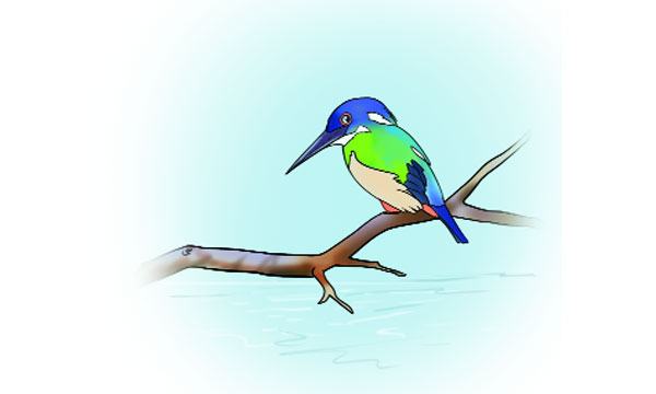 মাছরাঙা