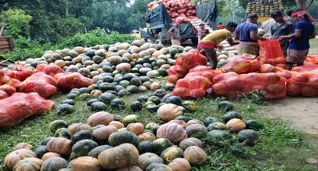 আড়াই মাসের মিষ্টি কুমড় চাষে লাভ হলো ৩৫ লাখ টাকা