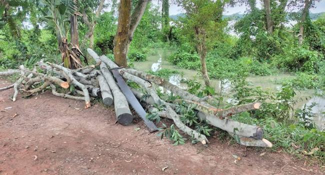 কৃষক লীগ নেতার বিরুদ্ধে সরকারি গাছ কাটার অভিযোগ