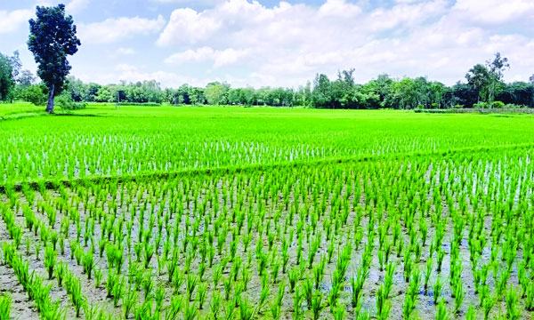 আমন চাষে মিরসরাইয়ের কৃষকদের বাড়তি গুনতে হবে ১২ কোটি টাকা